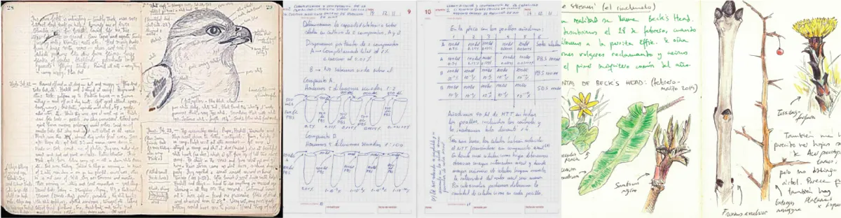 Composite of drawings and notes in a fieldbook