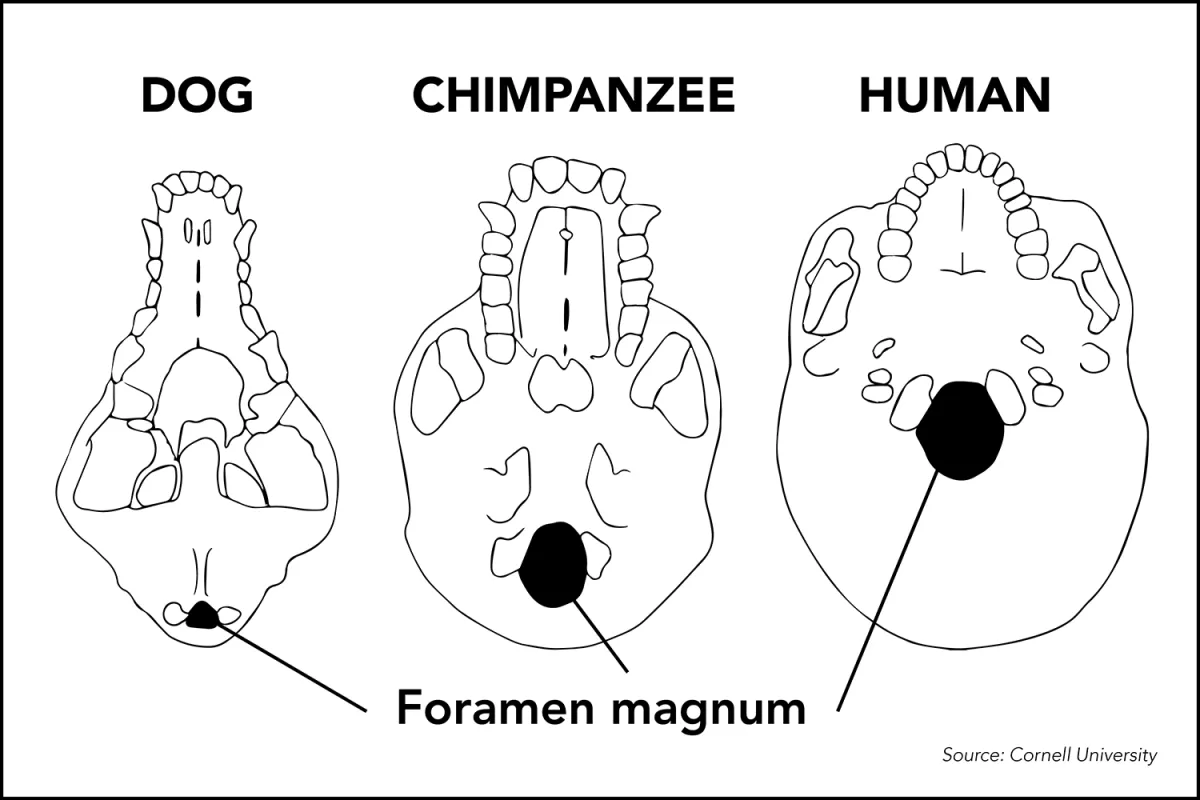 Diagram showing location of foramen magnum on the skulls of a dog, chimpanzee, and human