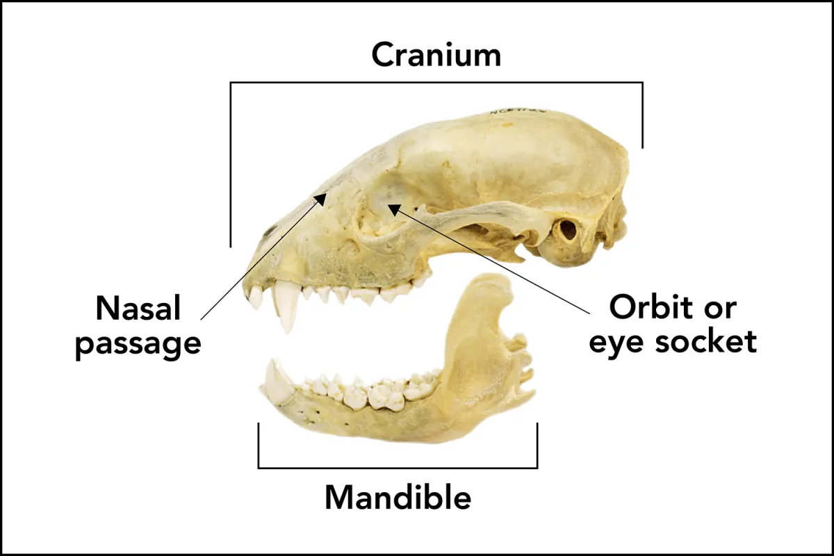 Left-side view of a raccoon skull, with these parts labeled: mandible, cranium, nasal passage, orbit or eye socket