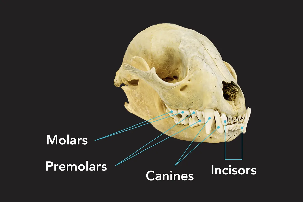 Front, three-quarter view of a raccoon skull, with types of teeth labeled: molars, premolars, canines, incisors