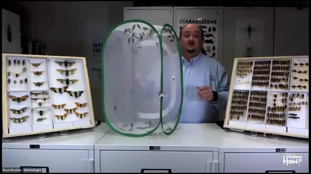 Floyd Shockley standing behind a table with cicada collection drawers on it and a net box with live cicadas.