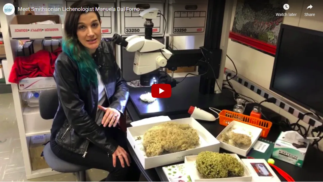 Manuela Dal Forno sitting at a desk with a microscope and lichen specimens.