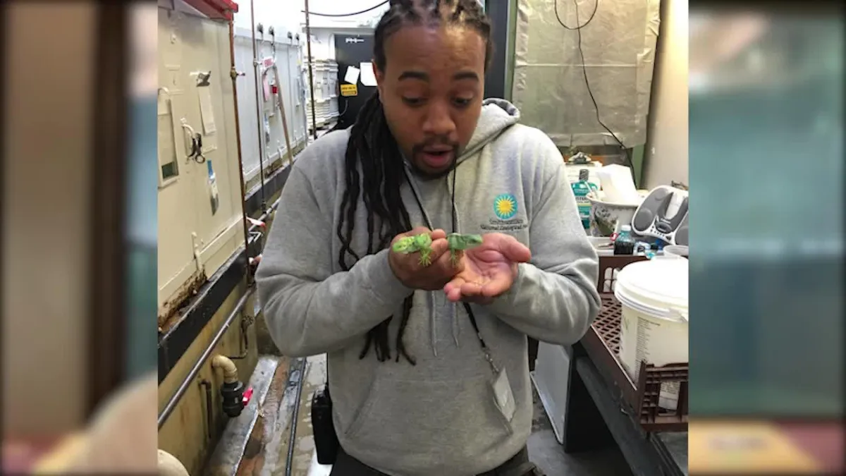 A medium-skin-toned man looking down at two small, green baby animals he is holding.