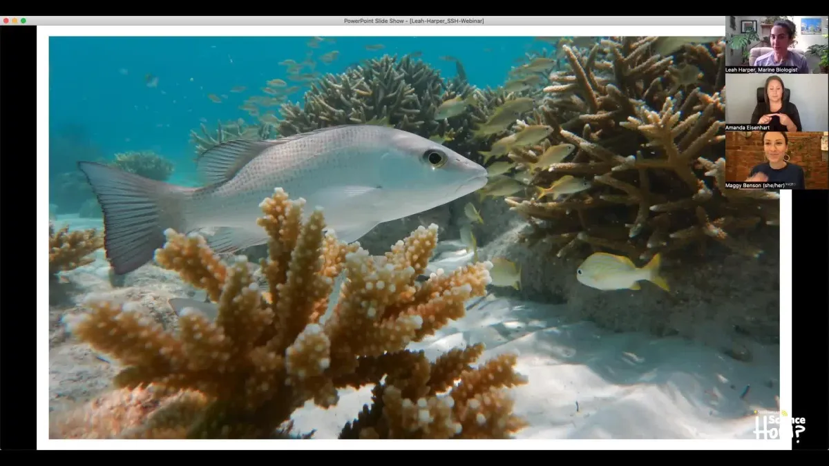 A large gray fish and smaller yellow fish swimming between corals in a coral reef