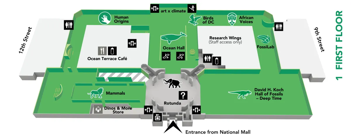 Map of the museum's first floor, which has these exhibits: African Voices, art x climate, Birds of DC, FossiLab, Hall of Fossils – Deep Time, Human Origins, Mammals, Ocean Hall, and Rotunda and African Elephant. More details in the text below.