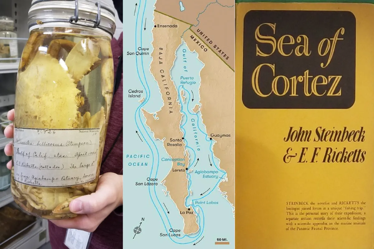 A jar with crab specimens in it, a map of the Sea of Cortez expedition, and physical copy of the book Sea of Cortez