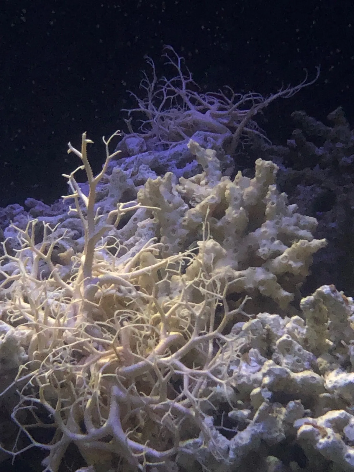 Basket Star among the corals