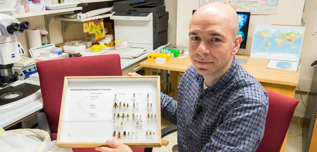 Torsten Dikow sitting at a desk, holding up a case of pinned fly specimens