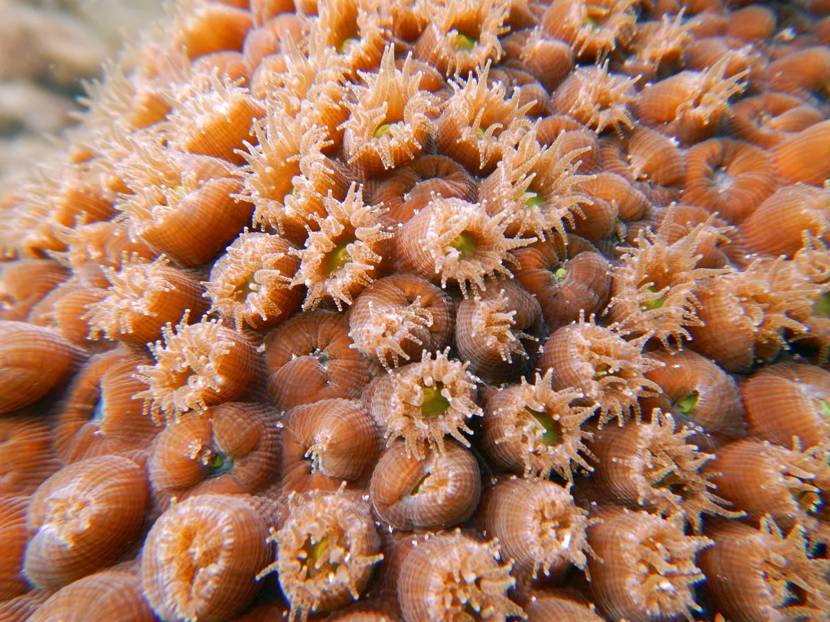 Coral Polyps