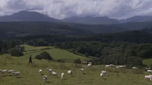 Large field with sheep.