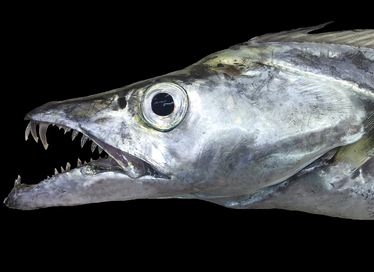 Largehead hairtail fish, a silver fish with narrow head and sharp teeth