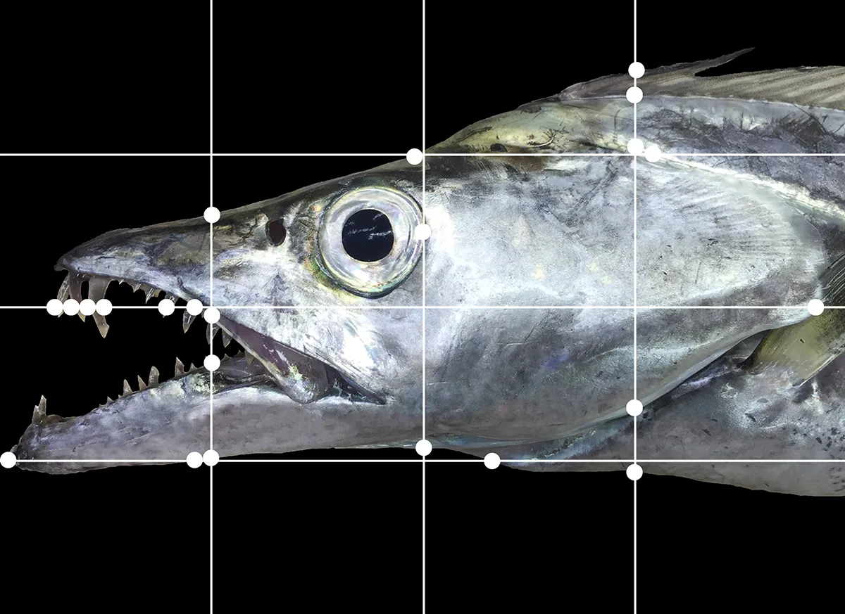 Largehead hairtail fish with one grid of white lines superimposed on it.