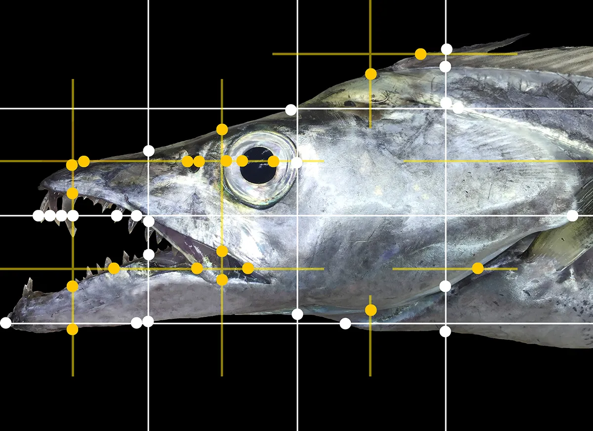 Largehead hairtail fish with two grids of lines superimposed on it, one white grid and one yellow grid.