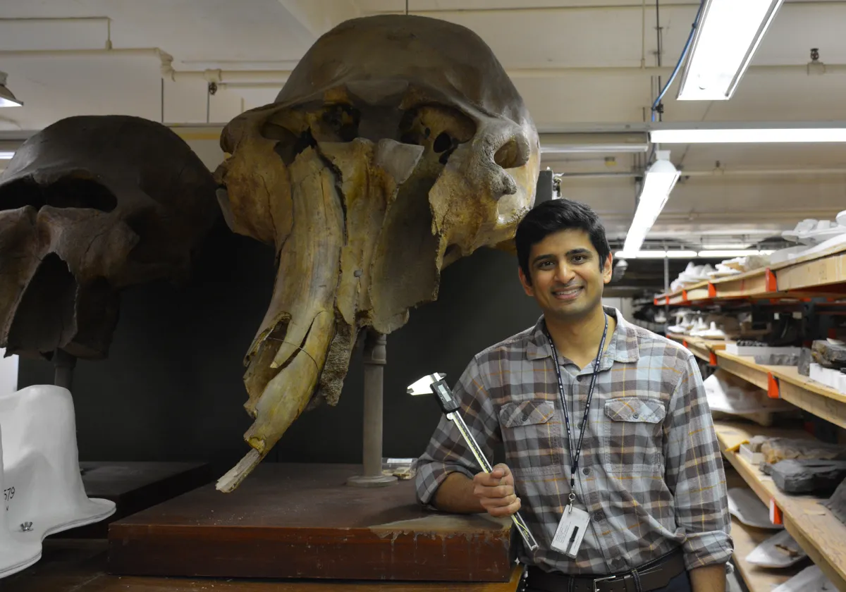 Advait Jukar holds a tool while standing in front of a fossil elephant skull near shelves in a collection storage area.