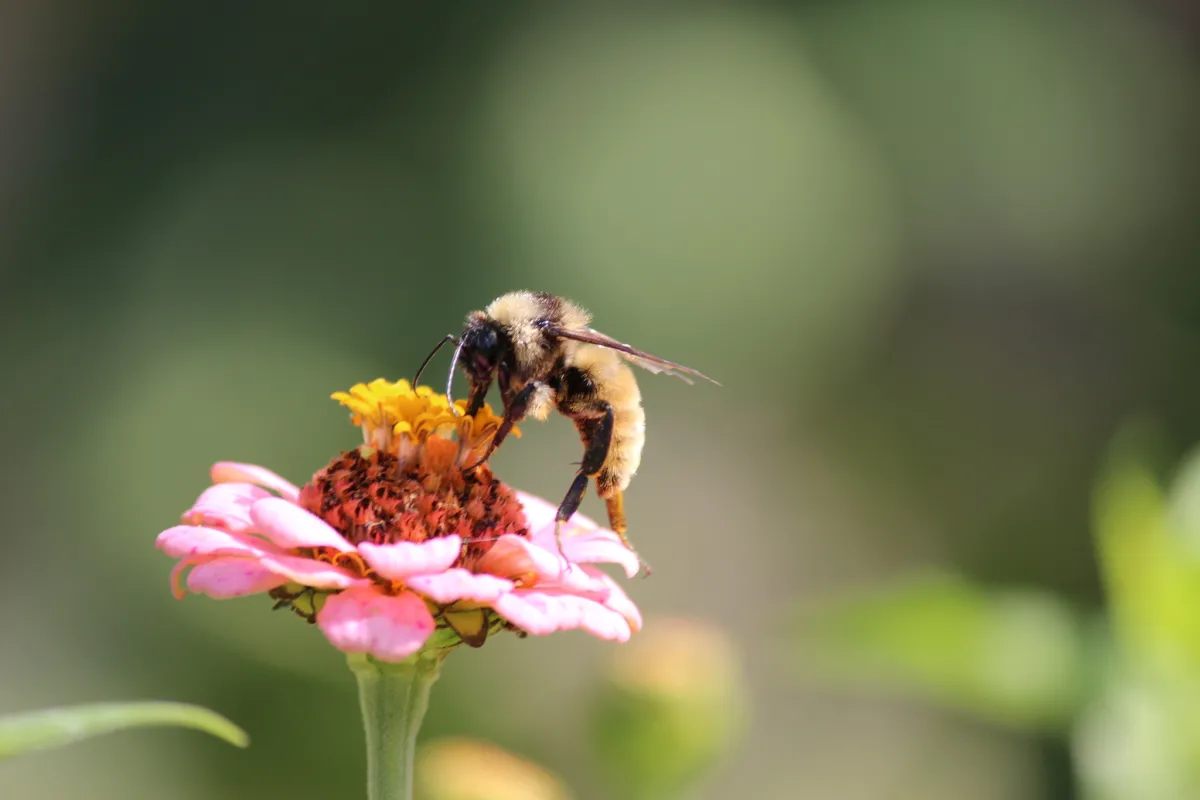 American bumblebee drinking nectar from a pink flower