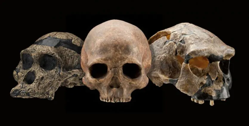 Three human fossil skulls