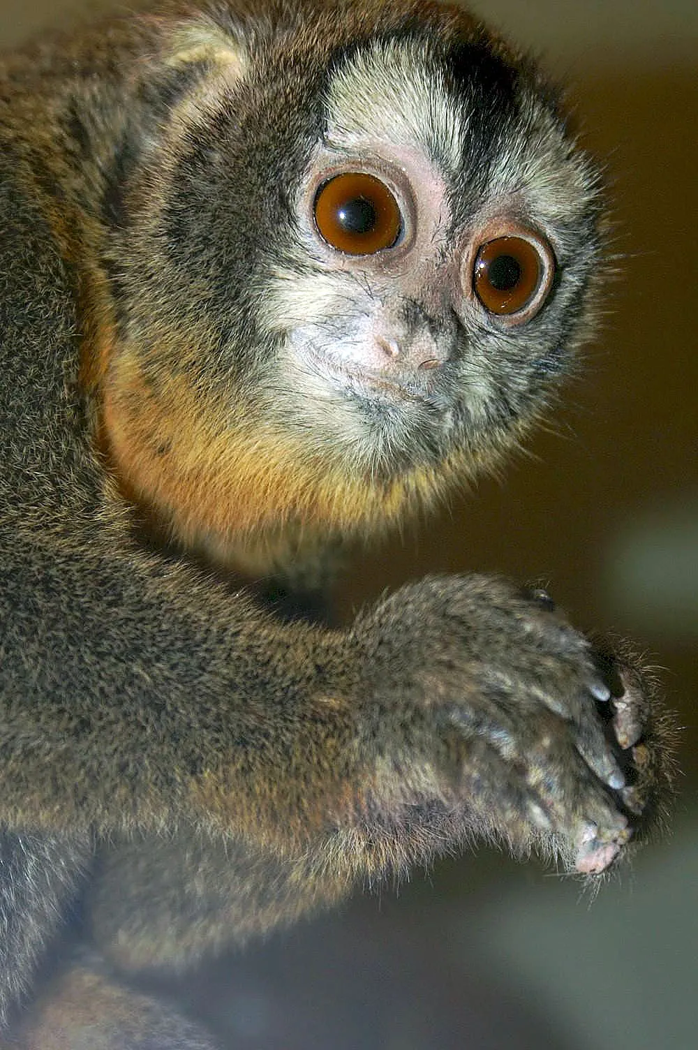 Humboldt's night monkey (Aotus trivirgatus)