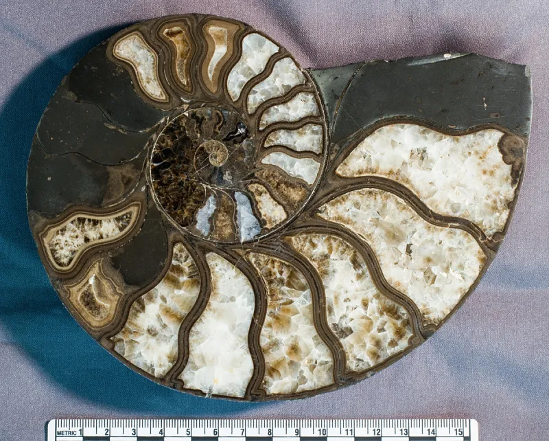Cross-section of spiral ammonoid shell showing the spiral divided into chambers.