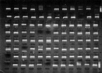 Barcode PCR