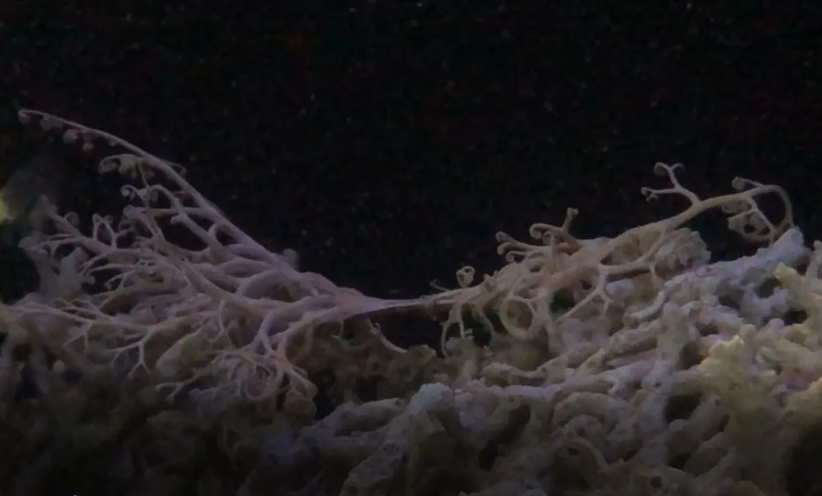 Basket Star dividing