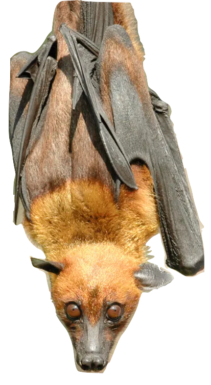 brown and tan bat hanging upside down 