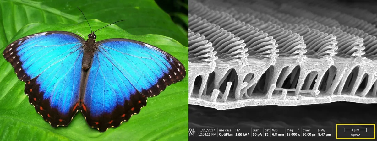 A blue morpho butterfly and a microscopic view of its scales.