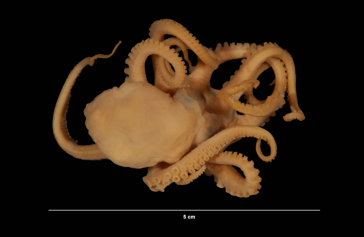 A small octopus specimen against a black background