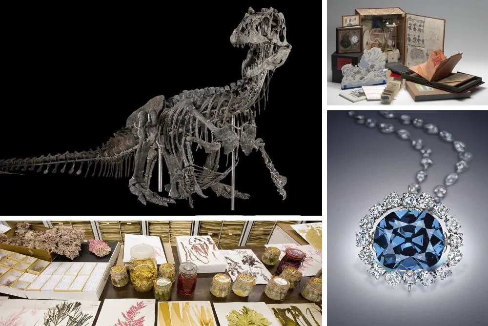 Composite of four images: a dinosaur skeleton mounted for display; a collection of papers, drawings, and scientific instruments; the Hope Diamond; and a table of plant specimens