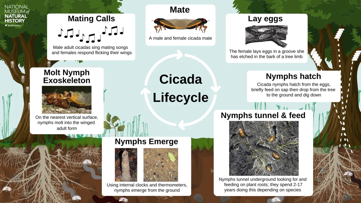Cicada life cycle graphic with illustrated sections for mating, laying eggs, nymphs hatching, nymphs tunneling and feeding, nymphs molting, and mating calls.