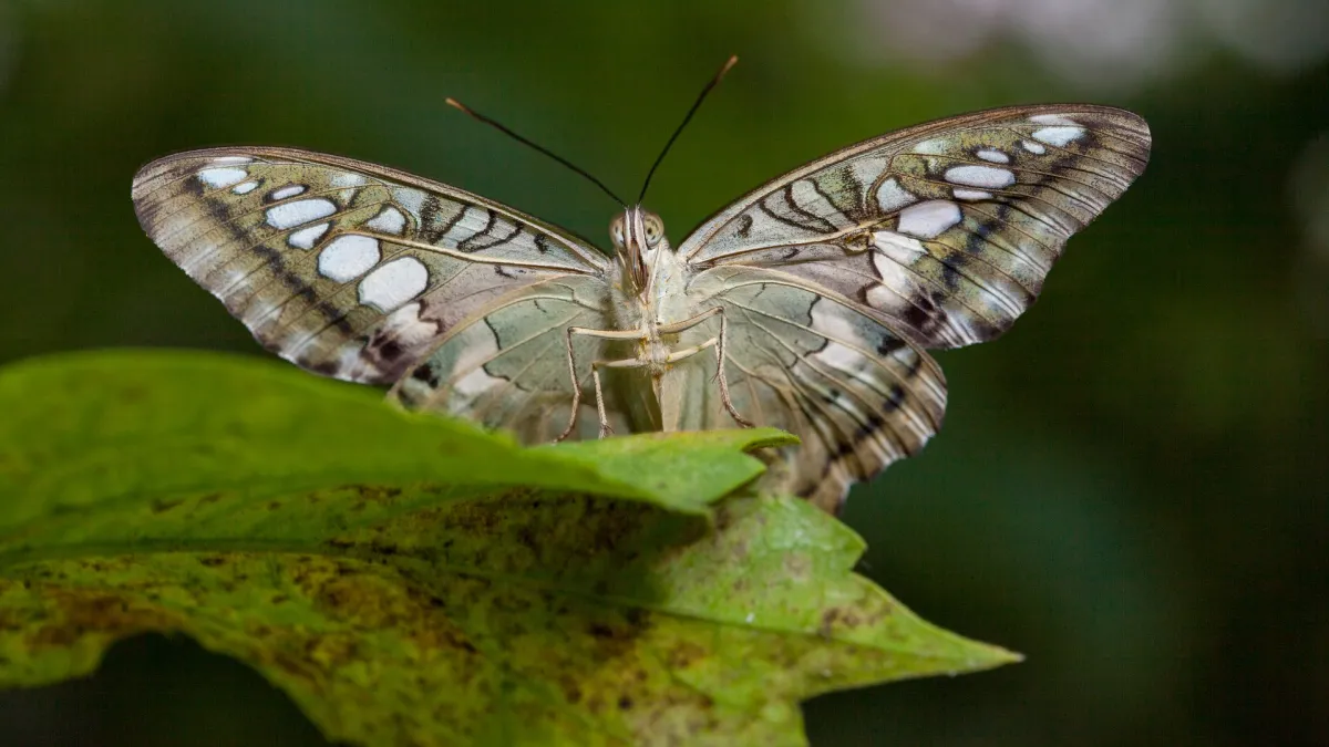 a beautiful brown butterfly lands on a leaf with opened wings
