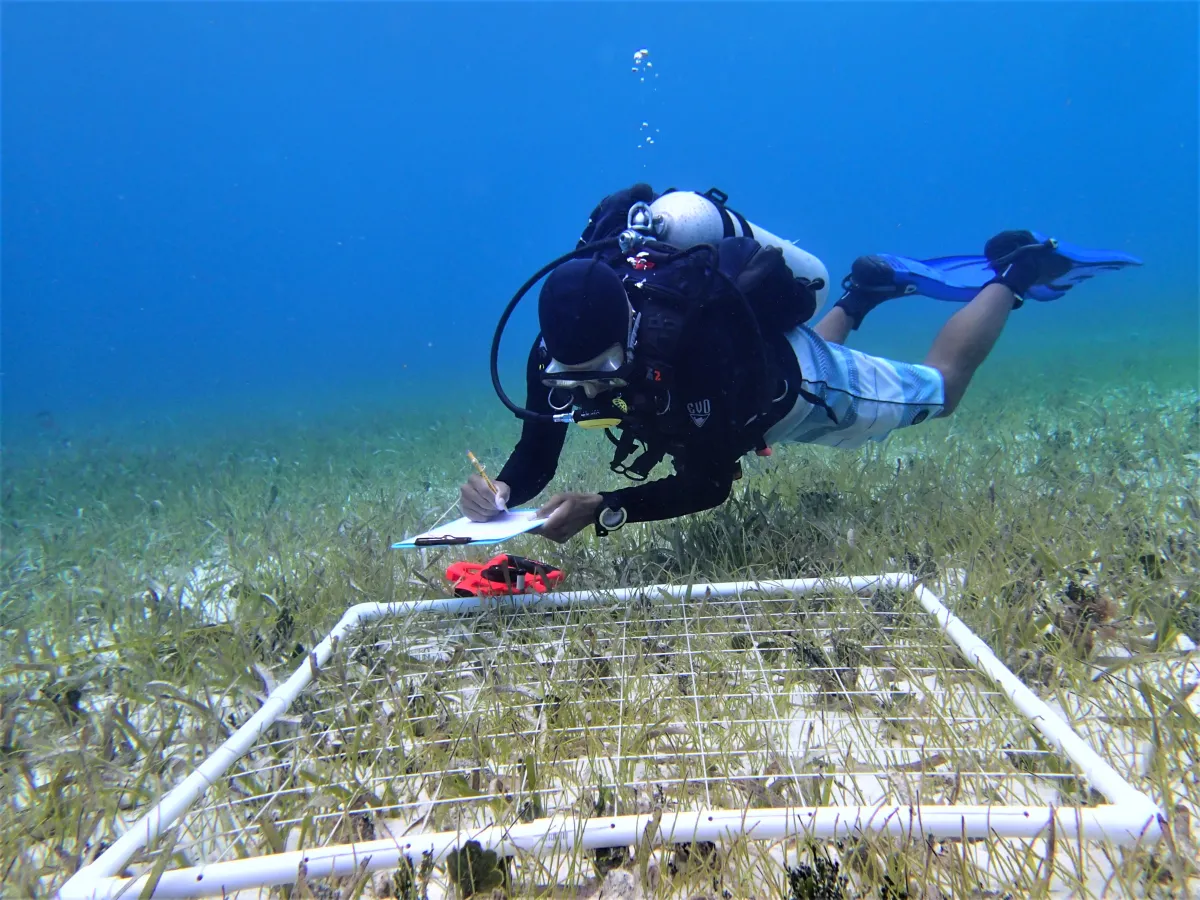 Campbell Surveying Seagrass
