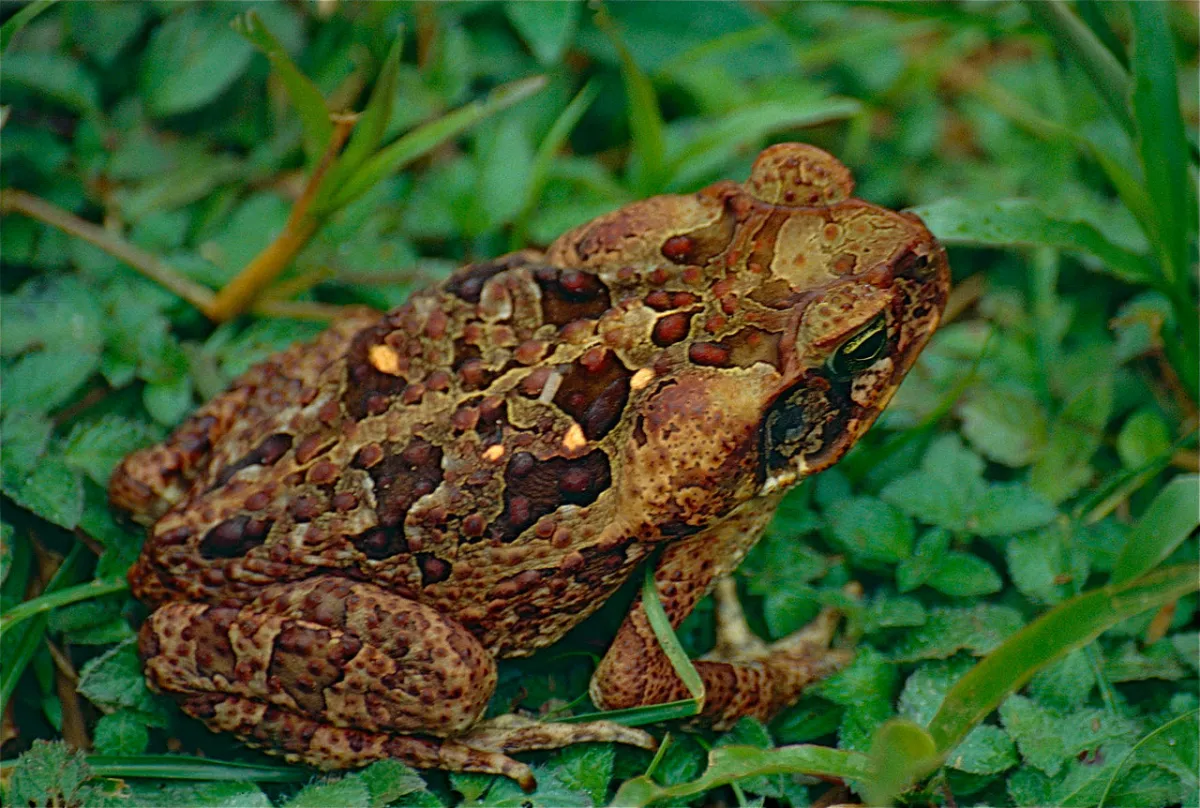 Marine toad sitting in green groundcover