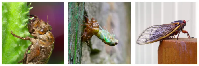 Montage of three images: A cicada nymph on a green plant; a cicada nymph shedding its exoskeleton; and an adult periodical cicada