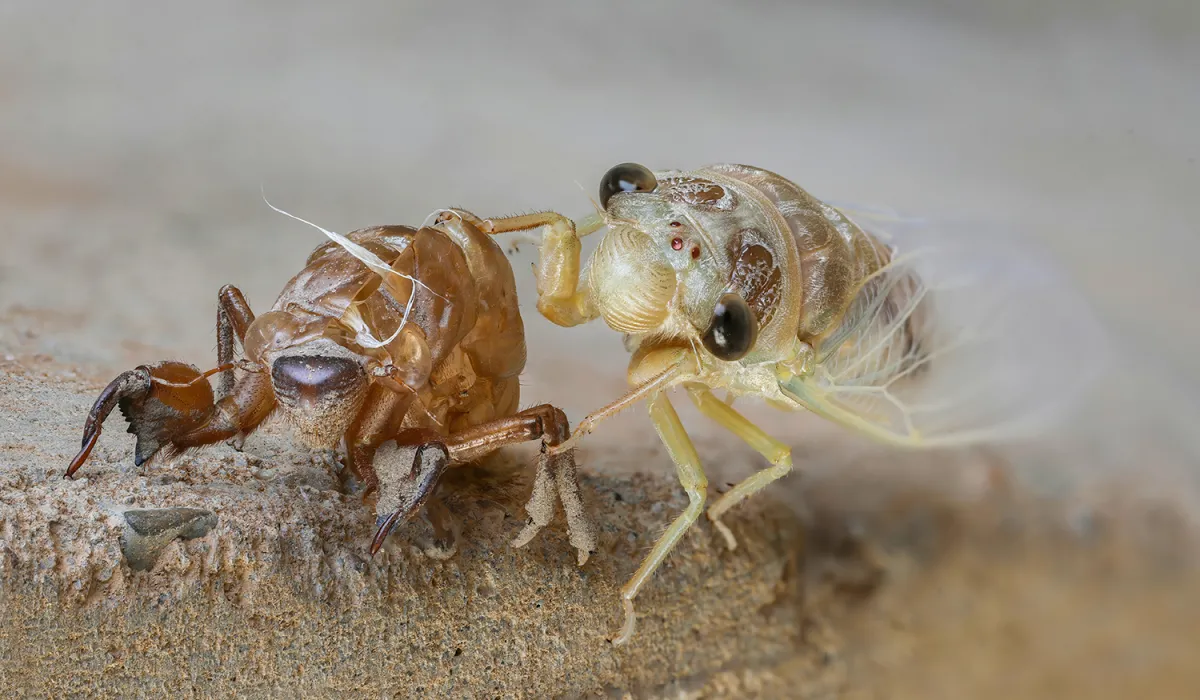 A whitish-yellow cicada standing next to its brown exoskeleton immediately after molting.
