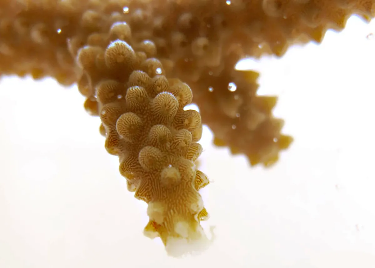 Coral Polyp Closeup