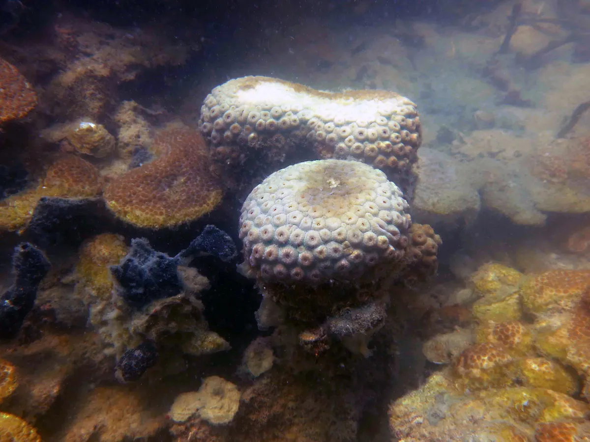 Small coral head