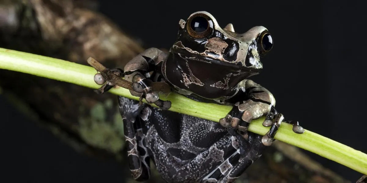A brown, gray, and black speckled frog sitting on a green branch or twig