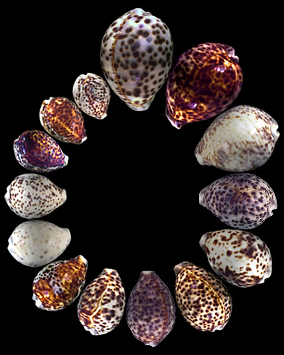 circle of cowrie shells