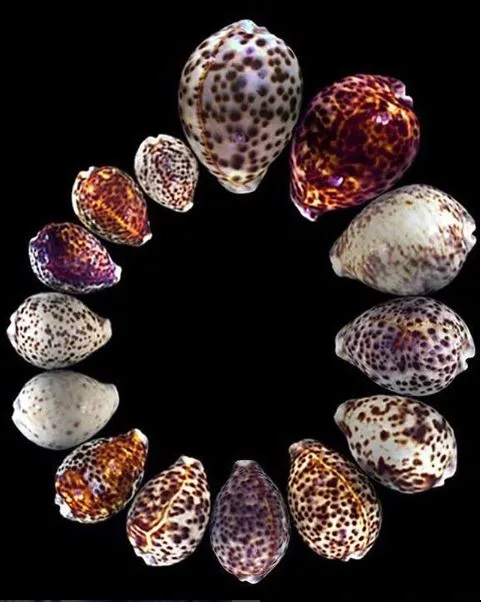 A collection of Cowry Shells