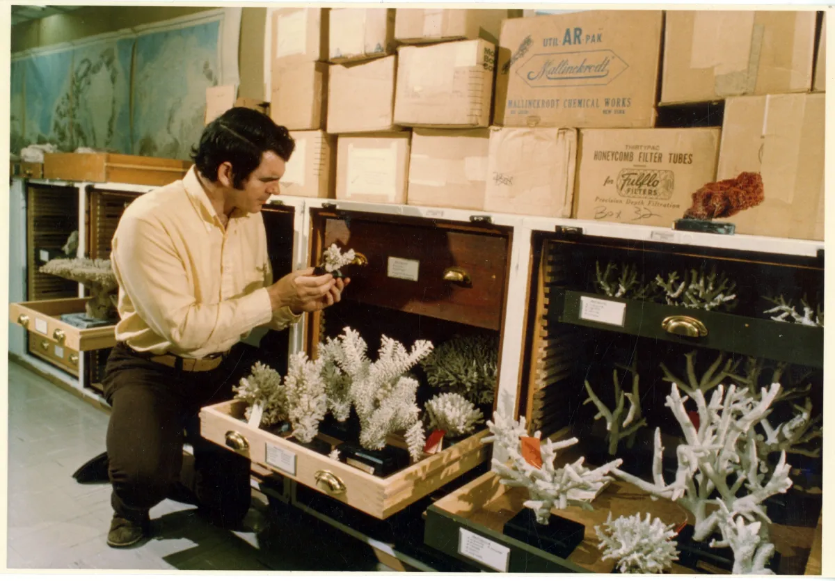 A man inspecting drawers containing dried coral specimens