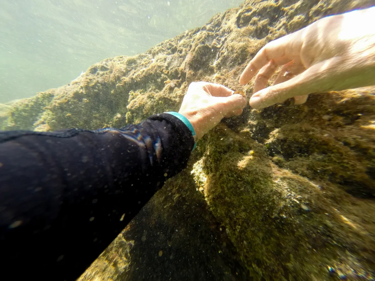 Diver collecting cyanobacterial samples
