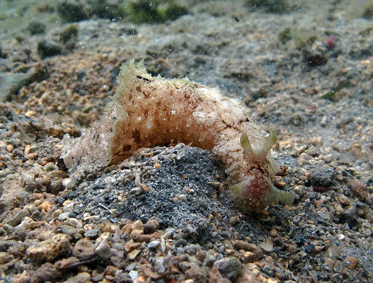 West indian sea hare