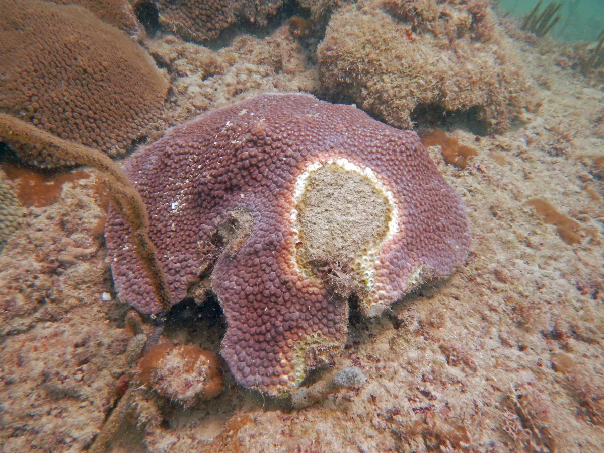 Great Star Coral