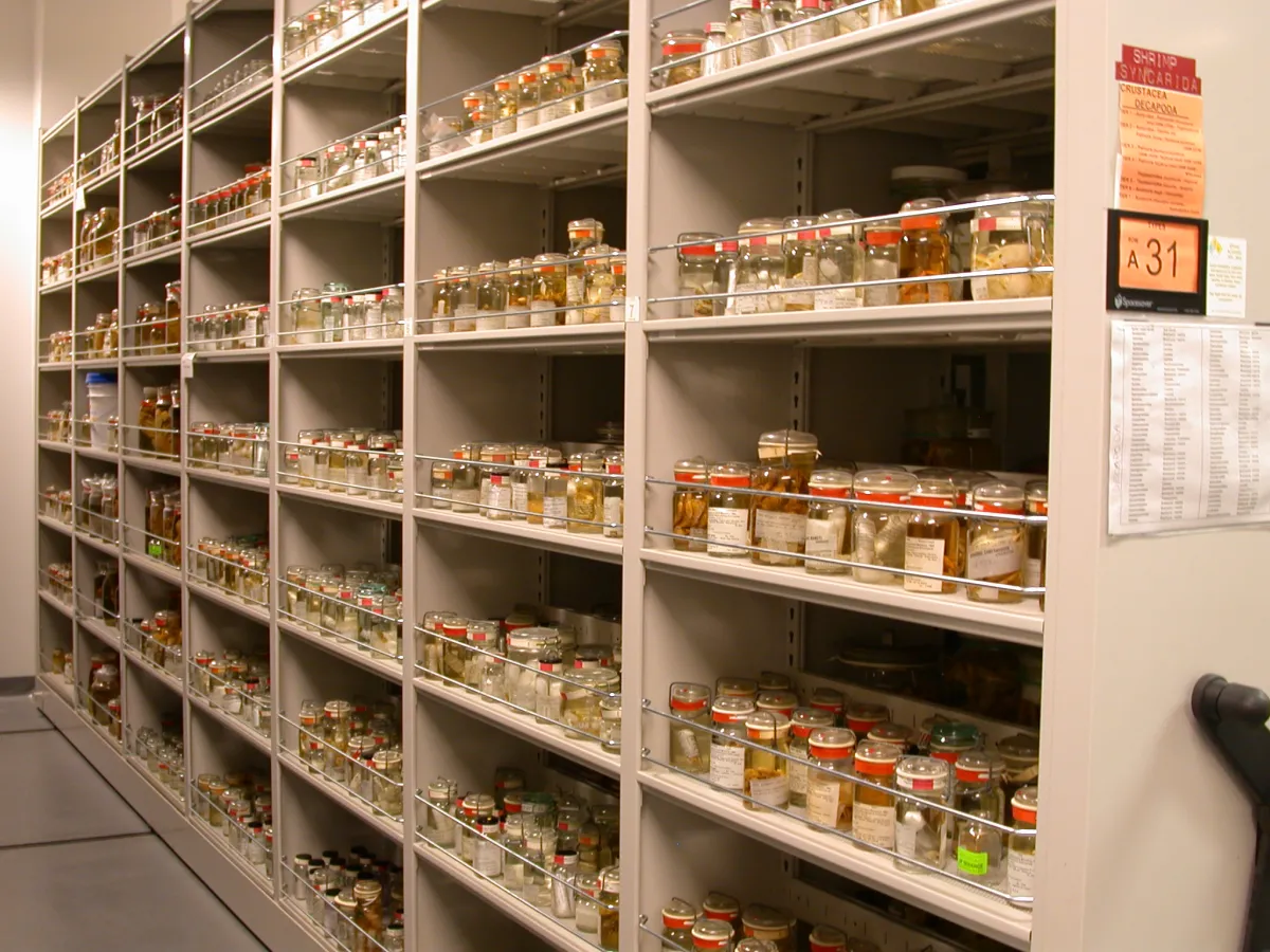 Specimen jars on compactor shelving units