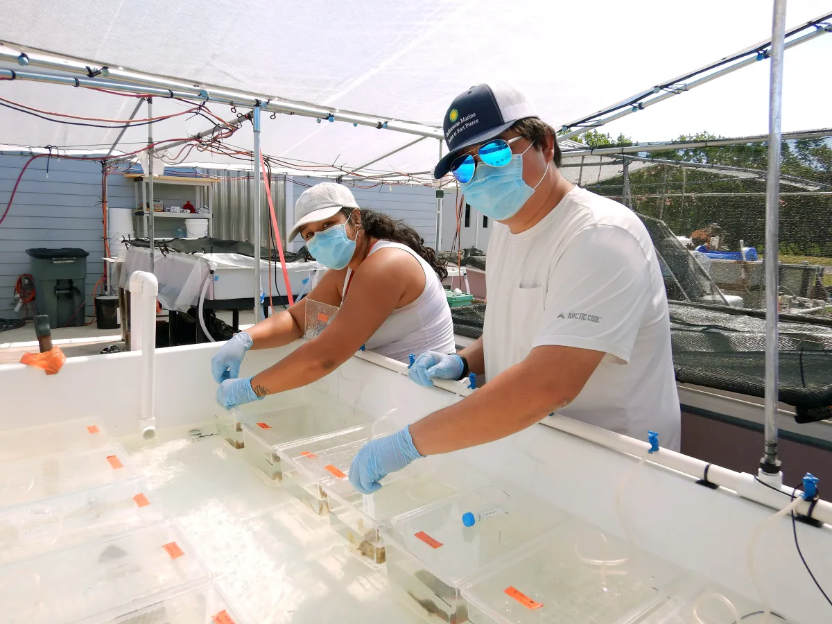 Dr. Ushijima caring for coral samples.