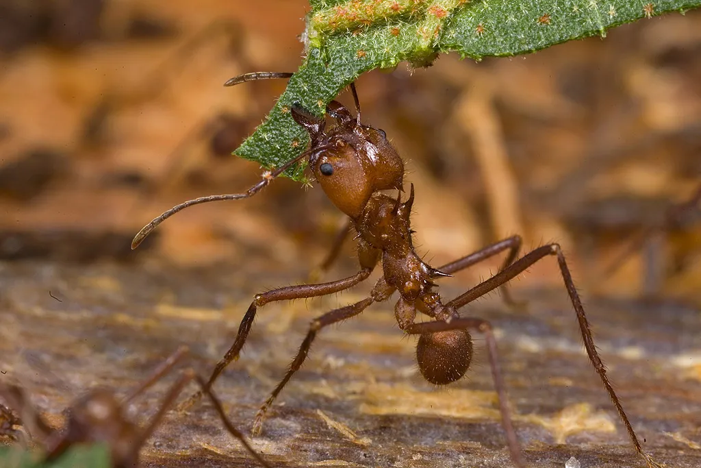fungus farming ant carrying a leaf fragment
