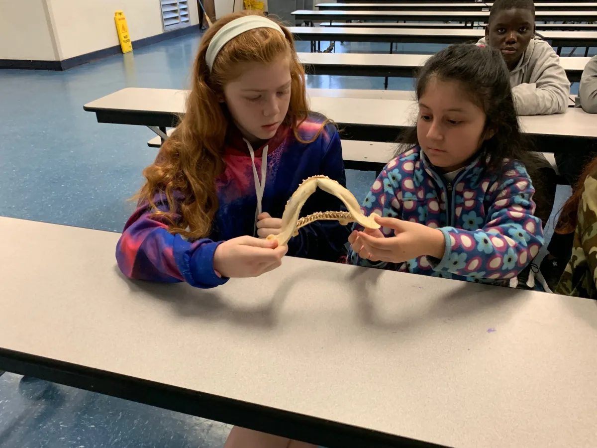 Kids examine shark jaw