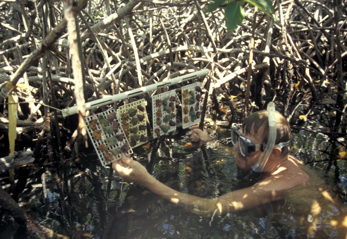 Scientist in the water collecting sponge crusts