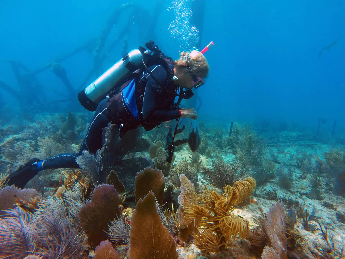 Diver collecting cyano bacteria from Florida reef.