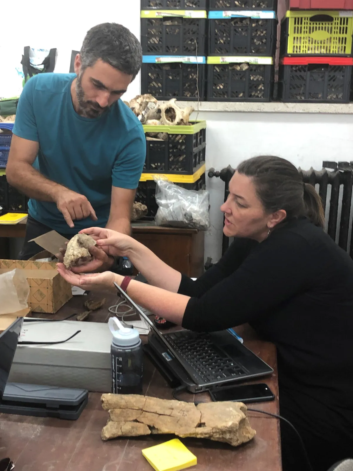 A research team is studying a fossil skull in the Romanian collection.